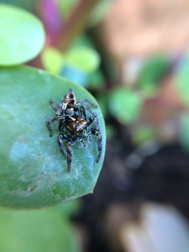Hyllus argyrotoxus