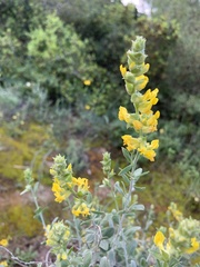 Anthyllis cytisoides