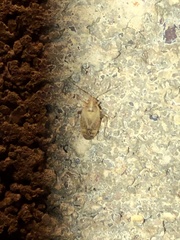 Hamatophylus guttulosus