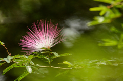 Calliandra dysantha