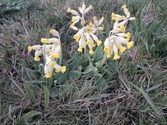 Primula veris