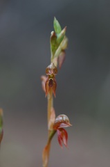 Pterostylis squamata