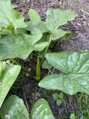 Arum maculatum