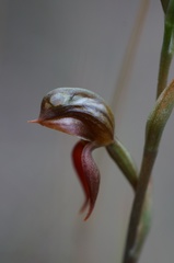 Pterostylis squamata