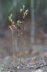 Pterostylis squamata