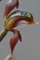 Pterostylis squamata