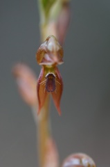 Pterostylis squamata
