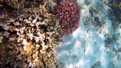 Neoglyphidodon melas