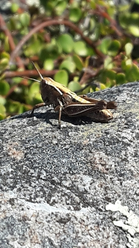 New Zealand Grasshopper