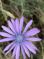 Lactuca perennis
