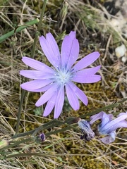 Lactuca perennis