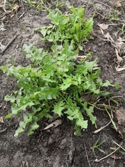 Sisymbrium loeselii