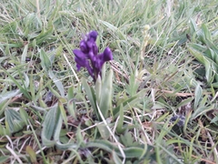 Anacamptis morio