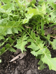 Sisymbrium loeselii