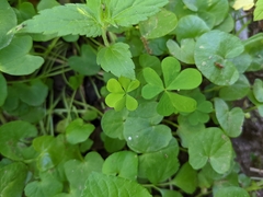 Oxalis