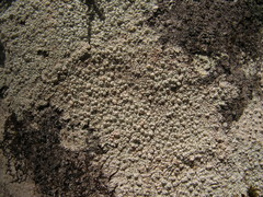 Coccotrema cucurbitula