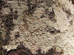 Coccotrema cucurbitula