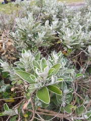 Brachyglottis × jubar
