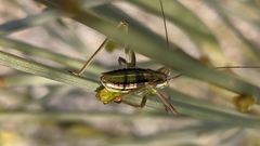Odontura aspericauda
