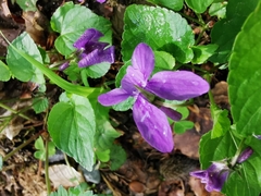 Viola reichenbachiana