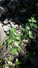 Parietaria debilis