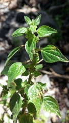 Parietaria debilis
