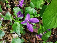 Viola reichenbachiana