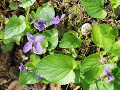 Viola reichenbachiana