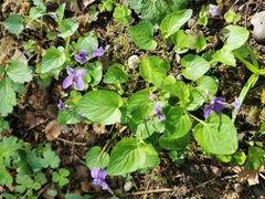Viola reichenbachiana