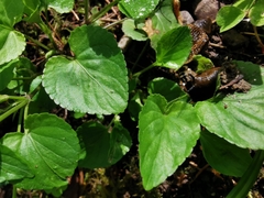 Viola reichenbachiana