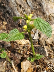 Lamium galeobdolon