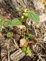 Lamium galeobdolon