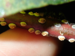 Eriococcus coriaceus