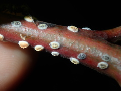 Eriococcus coriaceus