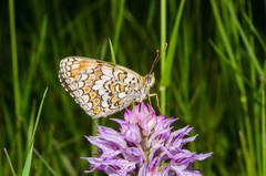 Melitaea phoebe