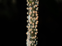 Eriococcus coriaceus