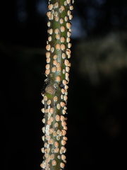 Eriococcus coriaceus