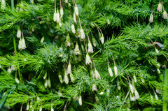 Asparagus tenuifolius