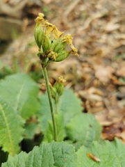 Primula elatior