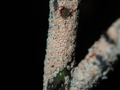 Eriococcus coriaceus