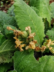 Primula elatior