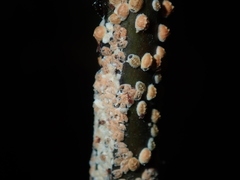 Eriococcus coriaceus