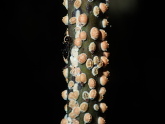 Eriococcus coriaceus