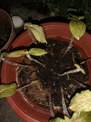 Fittonia