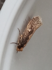 Monopis crocicapitella