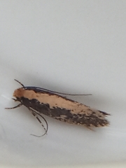 Monopis crocicapitella