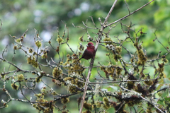 Carpodacus vinaceus