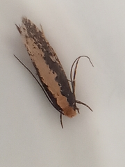 Monopis crocicapitella