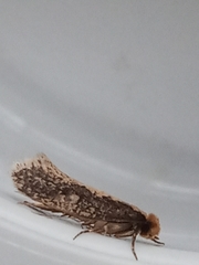 Monopis crocicapitella