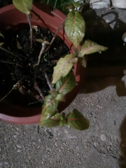 Fittonia